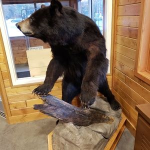 Meet your Posher, Robin